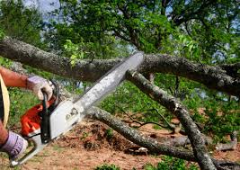 How Our Tree Care Process Works  in Lake Summerset, IL